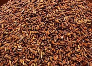 سوداګرۍ وزارت: چین ته د جلغوزیو د لېږد ستونزې حل شوې دي