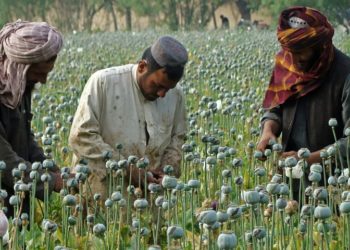 ځايي چارواکي: هلمند کې د تېرو کلونو په پرتله ډېر کوکنار کرل شوي دي