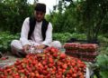 ځمکني توت؛ کندهار کې یې د حاصلاتو ټولول پیل شوي دي
