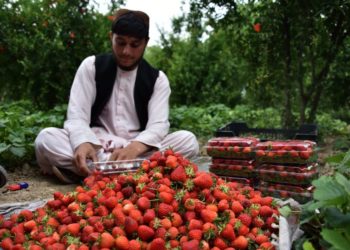 ځمکني توت؛ کندهار کې یې د حاصلاتو ټولول پیل شوي دي