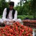 ځمکني توت؛ کندهار کې یې د حاصلاتو ټولول پیل شوي دي