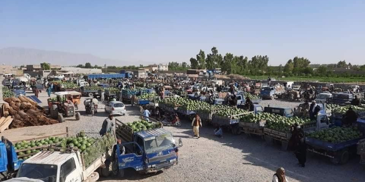 کرنې وزارت: سږکال به د فراه هندوانو حاصلات ۶۸۹ زره ټنو ته ورسېږي
