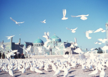 بلخ کې د روضې سلګونه کوترې له لوږې مړې شوې دي