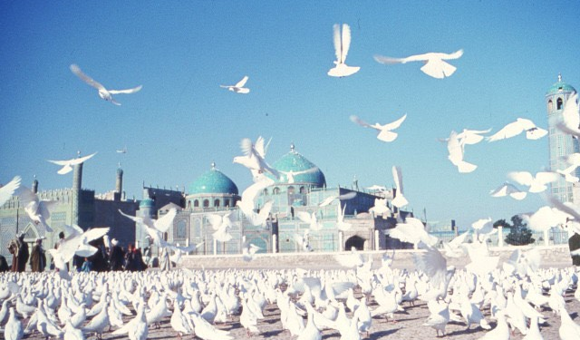 بلخ کې د روضې سلګونه کوترې له لوږې مړې شوې دي