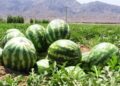 کرنې وزارت: سږکال به د کندز د هندوانو حاصلات ۱۰۰ زره ټنو ته ورسېږي
