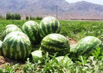 کرنې وزارت: سږکال به د کندز د هندوانو حاصلات ۱۰۰ زره ټنو ته ورسېږي