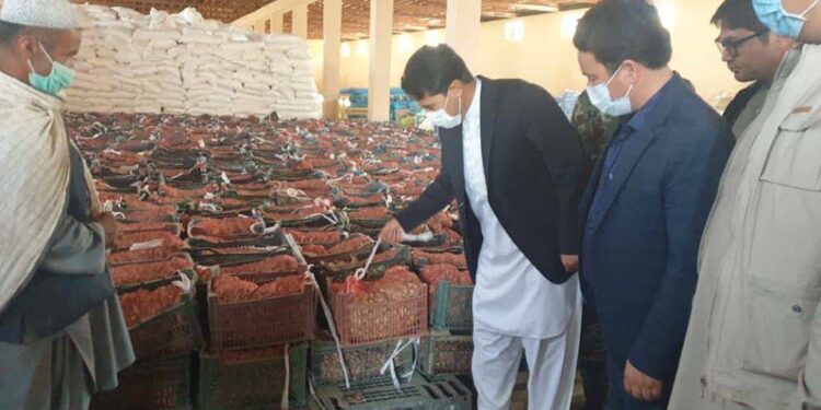 کرنې وزارت په دایکندي کې کروندګرو ته د زعفرانو پیاز ويشلي