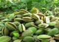 بادام که تازه وي یا وچ، ګټور دي