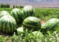 کندوزي کروندګر: د هندوانې حاصلاتو؛ ډېروالي ته خوښ خو د بازار نشتوالي ته اندېښمن یو