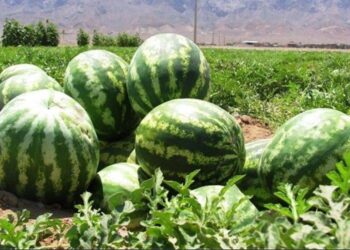 کندوزي کروندګر: د هندوانې حاصلاتو؛ ډېروالي ته خوښ خو د بازار نشتوالي ته اندېښمن یو