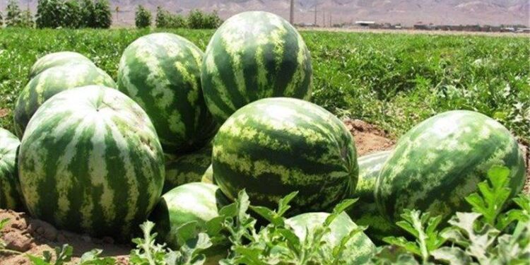 کندوزي کروندګر: د هندوانې حاصلاتو؛ ډېروالي ته خوښ خو د بازار نشتوالي ته اندېښمن یو