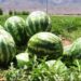 کندوزي کروندګر: د هندوانې حاصلاتو؛ ډېروالي ته خوښ خو د بازار نشتوالي ته اندېښمن یو