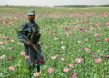 ملګري ملتونه: افغانستان کې د کوکنارو کښت کم شوی دی