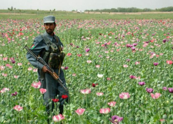ملګري ملتونه: افغانستان کې د کوکنارو کښت کم شوی دی