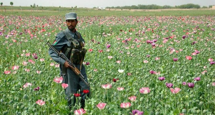 ملګري ملتونه: افغانستان کې د کوکنارو کښت کم شوی دی