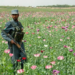 ملګري ملتونه: افغانستان کې د کوکنارو کښت کم شوی دی