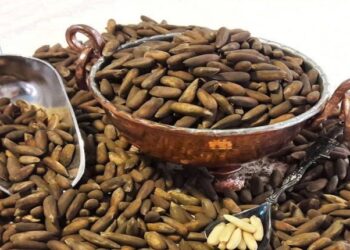 کرنې ریاست: د پکتیکا د جلغوزیو حاصلات سږ کال ۱۴ زرو ټنو ته لوړ شوي دي