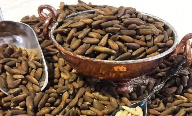 کرنې ریاست: د پکتیکا د جلغوزیو حاصلات سږ کال ۱۴ زرو ټنو ته لوړ شوي دي