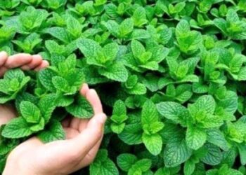 نعنا د هاضمې سیسټم لپاره ګټور دی