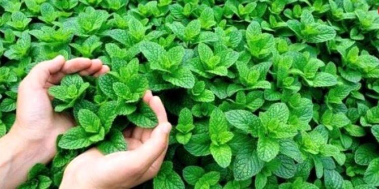 نعنا د هاضمې سیسټم لپاره ګټور دی