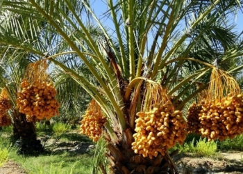 د زراعتي چارو کارپوهان: ډېر ژر به ننګرهار د خرما پر ستر تولیدونکي ولایت بدل شي