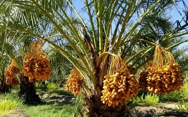 د زراعتي چارو کارپوهان: ډېر ژر به ننګرهار د خرما پر ستر تولیدونکي ولایت بدل شي