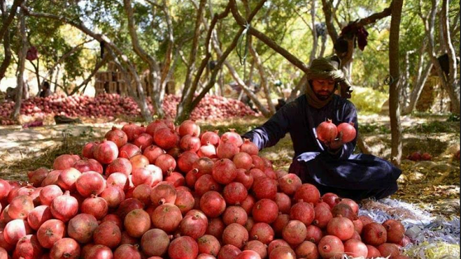 د کندهار د انارو په حاصلاتو کې لس سلنه ډېروالی راغلی دی