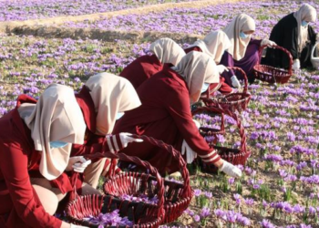 کرنې وزارت: د زعفرانو په تولید کې روان کال زیاتوالی راغلی دی