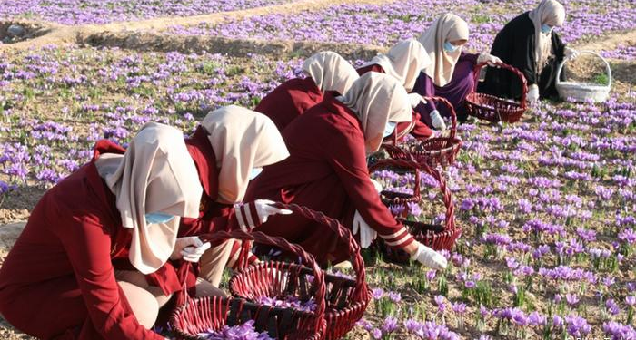 کرنې وزارت: د زعفرانو په تولید کې روان کال زیاتوالی راغلی دی