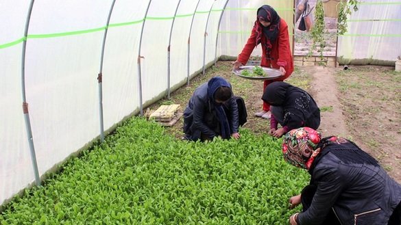 کرنې وزارت: روان کال په ټول هېواد کې ۱۲ سوه ۹۰ کورنۍ باغچې جوړې شوې