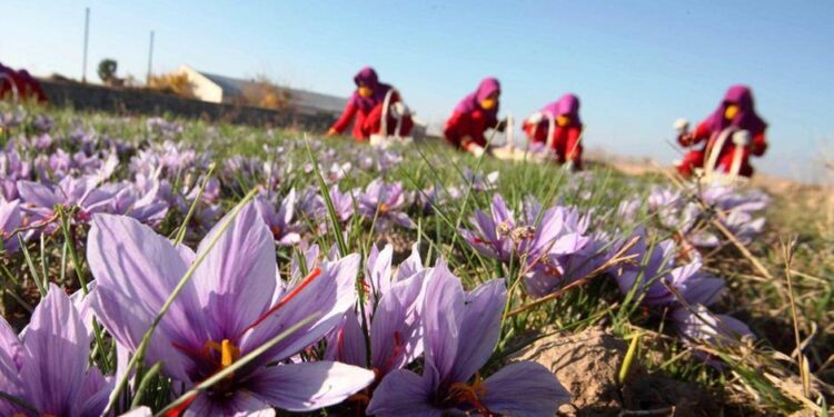 هرات کې د زعفرانو حاصلات لس سلنه ډېر شوي