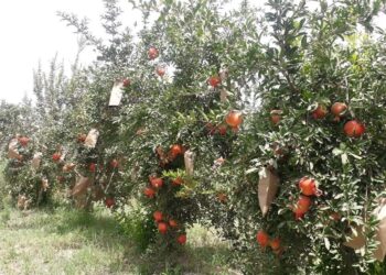 شیاومي خپل تر ټولو پیاوړی ځیرک موبایل معرفي کړ