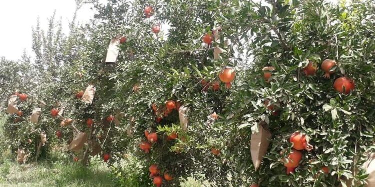 شیاومي خپل تر ټولو پیاوړی ځیرک موبایل معرفي کړ