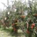 شیاومي خپل تر ټولو پیاوړی ځیرک موبایل معرفي کړ