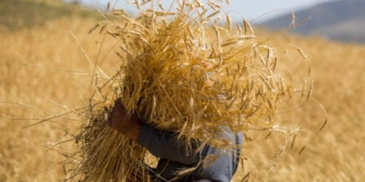 د کرنې ریاست: سږکال به هلمند کې د غنمو حاصلات ۵۰۰ زره ټنو ته ورسېږي