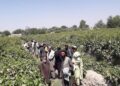 هلمند کې د انګورو په حاصلاتو کې ډېروالی راغلی