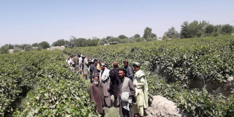 هلمند کې د انګورو په حاصلاتو کې ډېروالی راغلی