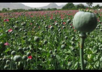 سیګار: افغان حکومت نشه یي توکو سره مبارزې ته پام نه‌ کوي