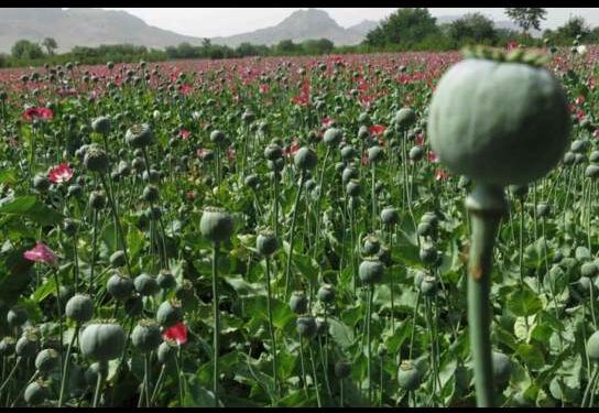 سیګار: افغان حکومت نشه یي توکو سره مبارزې ته پام نه کوي