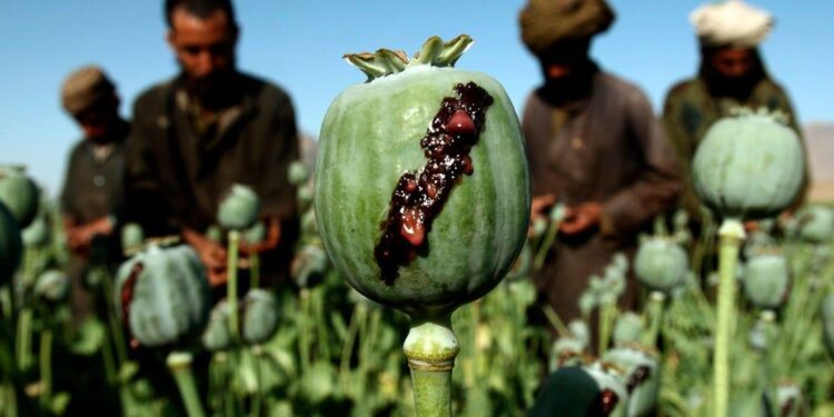 طالبان: د مخدره توکو د له منځه وړلو پلان لرو