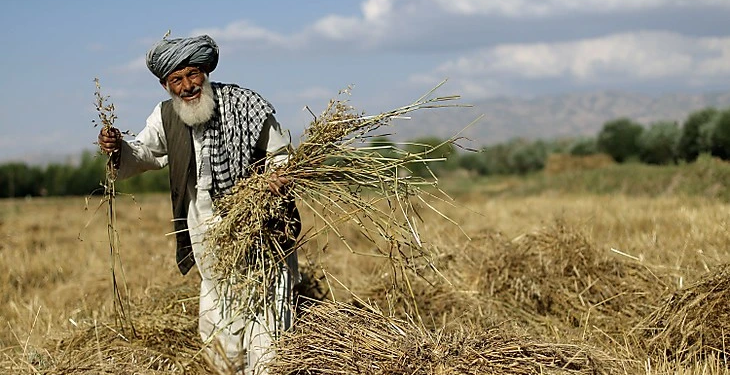 ملګري ملتونه: وچکالي د اوو میلیونو افغان کروندګرو ژوند ګواښي