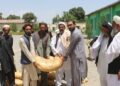 کرنې ریاست: په پکتیا کې پر لسګونو بزرګرانو کېمیاوي سرې ووېشل شوې