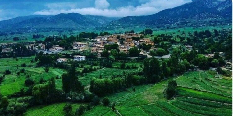 پکتیا کې بزګران: سږکال د وریجو حاصلات څو برابره ډېر شوي