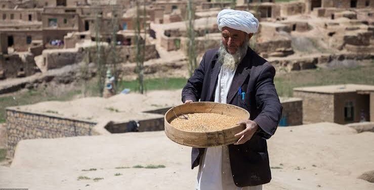م.م : شاوخوا ۲۲ میلیونه افغانان له لوږې سره مخ دي