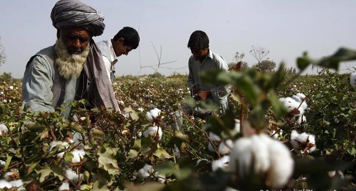 کروندګر: کندهار کې د پنبې حاصلات زيات شوي، خو بازار نه لري
