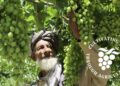 د سولې رېښې بنسټ: افغانستان سره د مرستې لپاره یو میلیارد ډالر غواړو