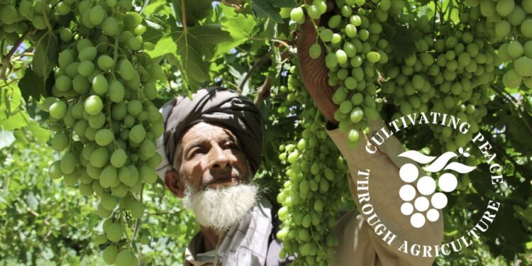 د سولې رېښې بنسټ: افغانستان سره د مرستې لپاره یو میلیارد ډالر غواړو