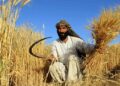 م.م: له زرګونه افغان کروندګرو سره مو مرستې کړې دي