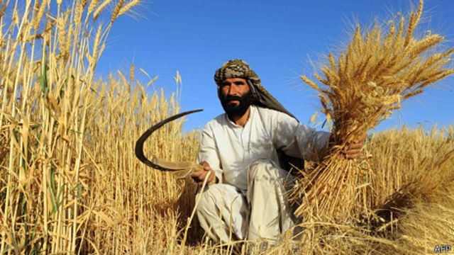 م.م: له زرګونه افغان کروندګرو سره مو مرستې کړې دي