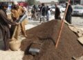تېر کال د پنځوس میلیونو ډالرو په ارزښت جلغوزي صادر شوي دي